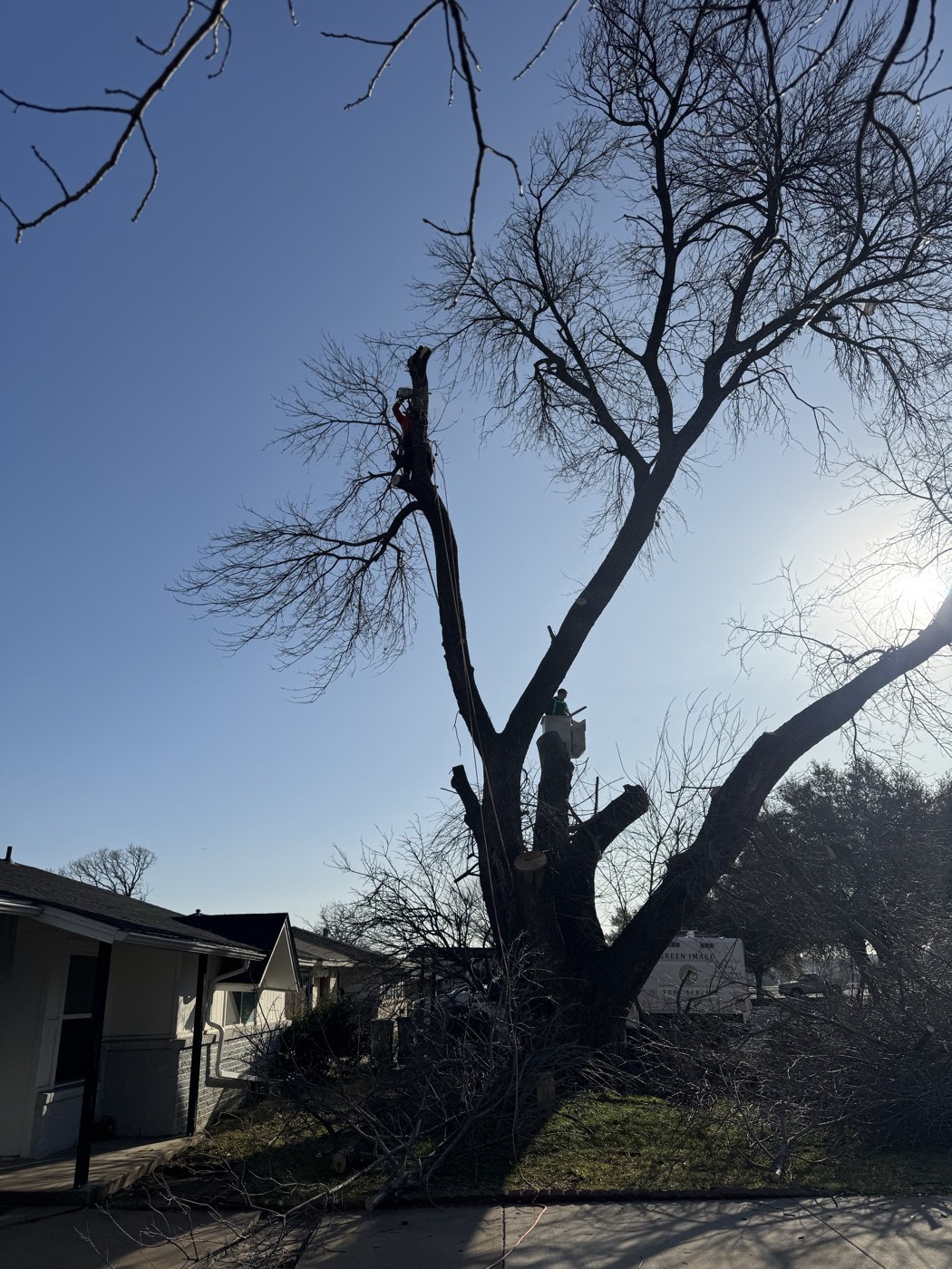 Green Image crew removing a large storm-damaged tree from a DFW home