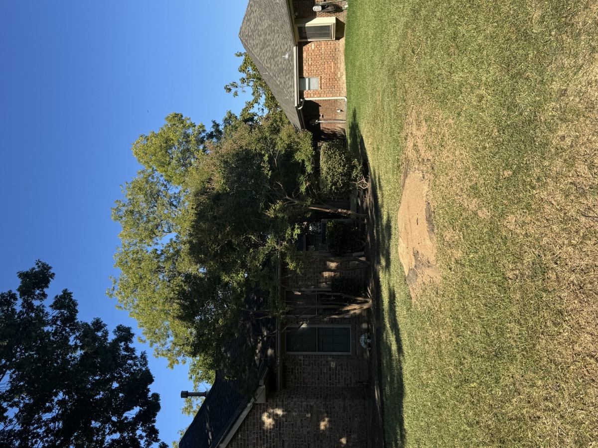 Tree removal after - clean yard