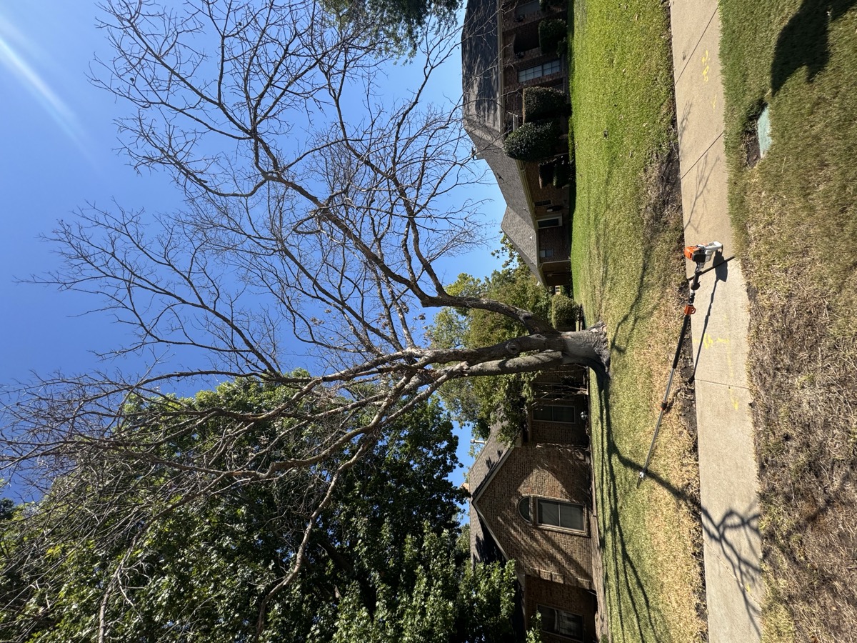 Tree removal before - large dead tree in front yard