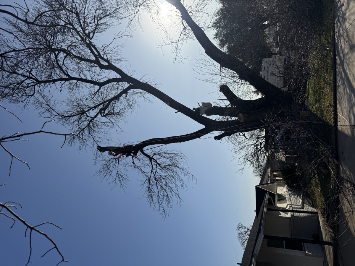 Dead tree next to building before removal