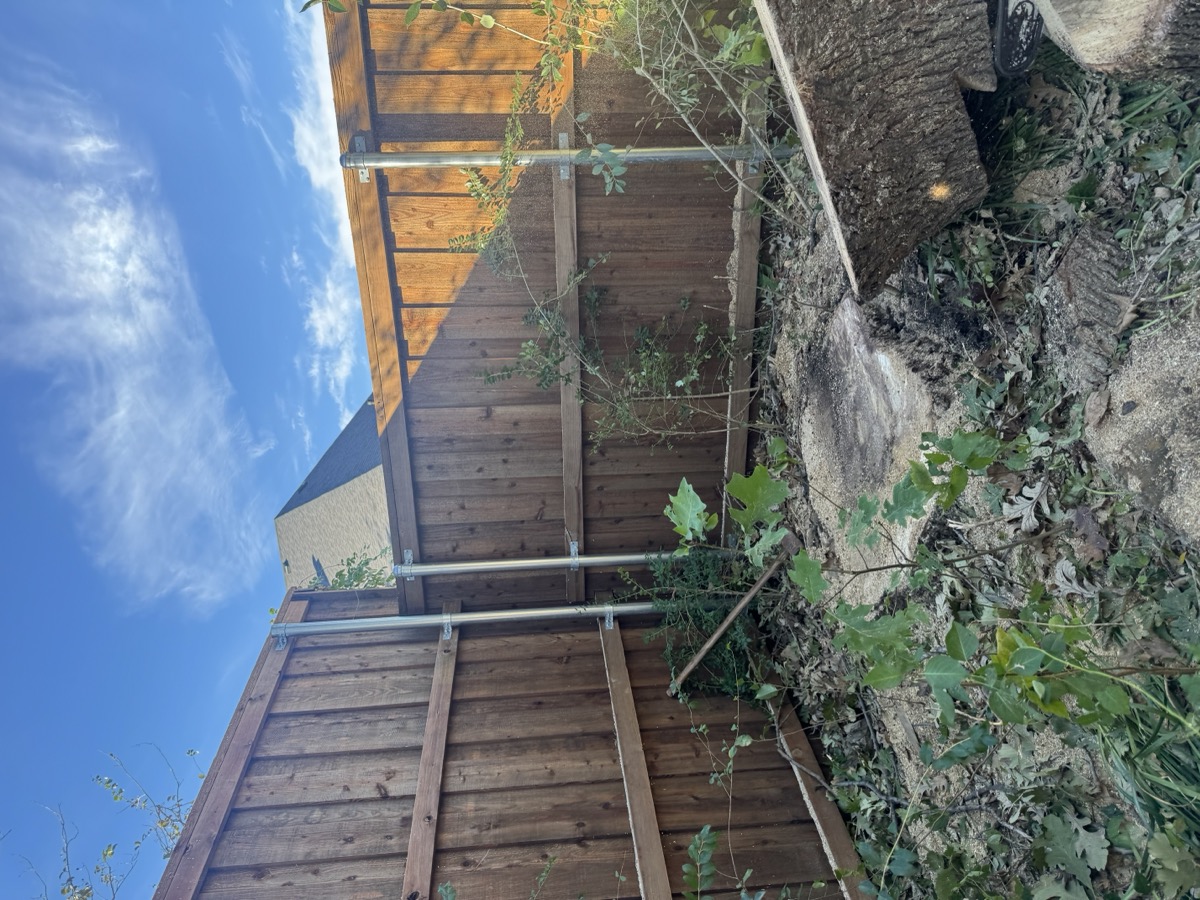 Same tree trimmed back from building after professional pruning