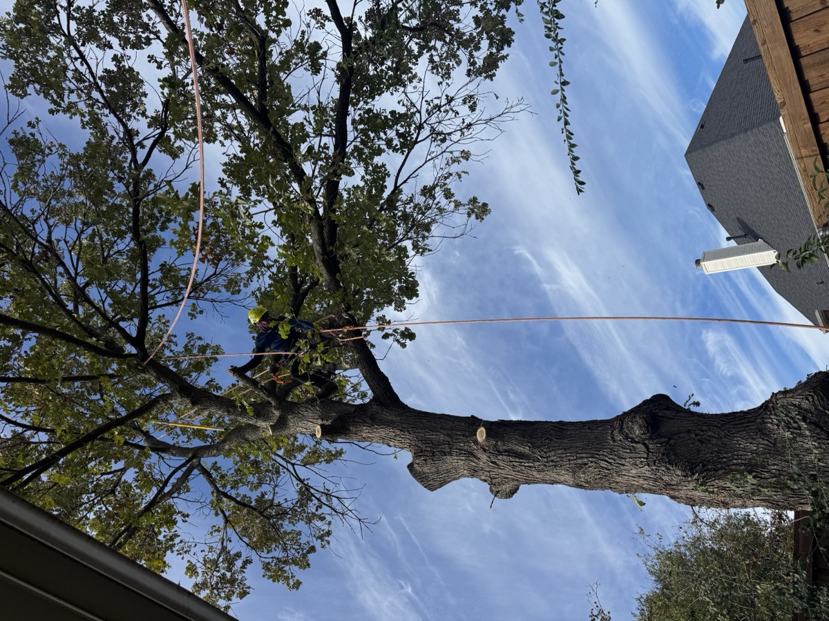 Overgrown tree extending over roofline before trimming