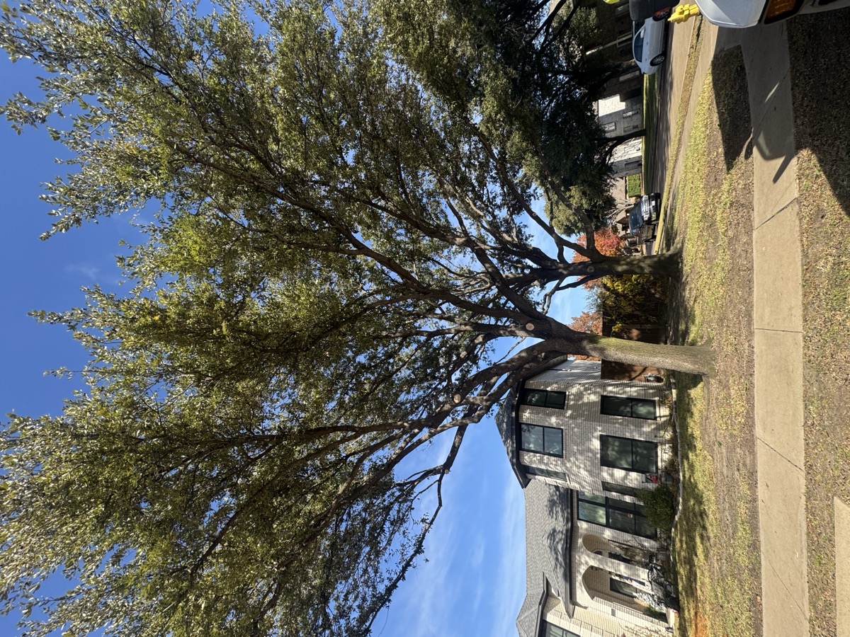 Arborist trimming tree branches with professional equipment