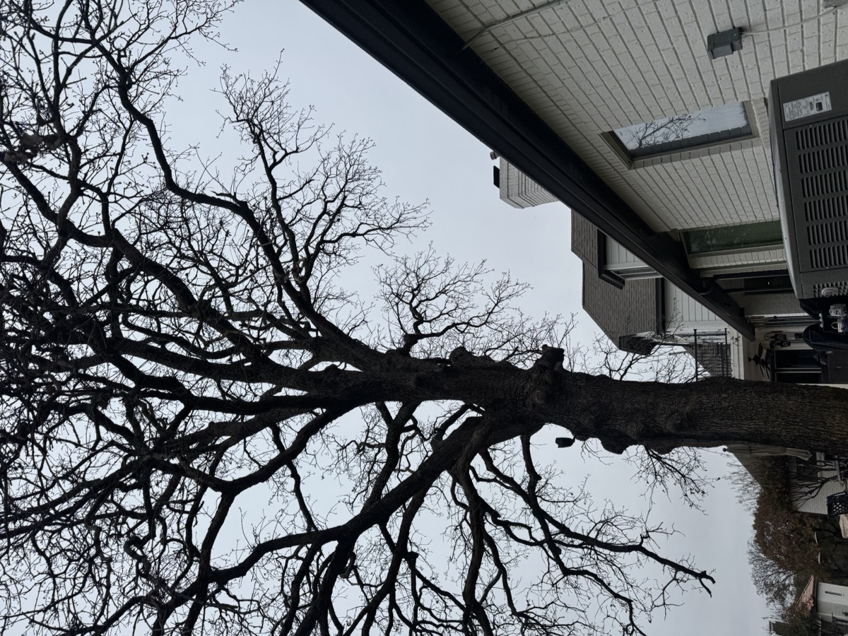 Tree canopy extending over commercial building before trimming